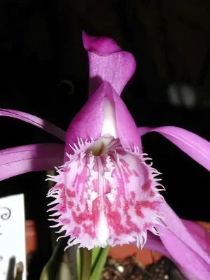 Bild von Pleione limprichtii 7